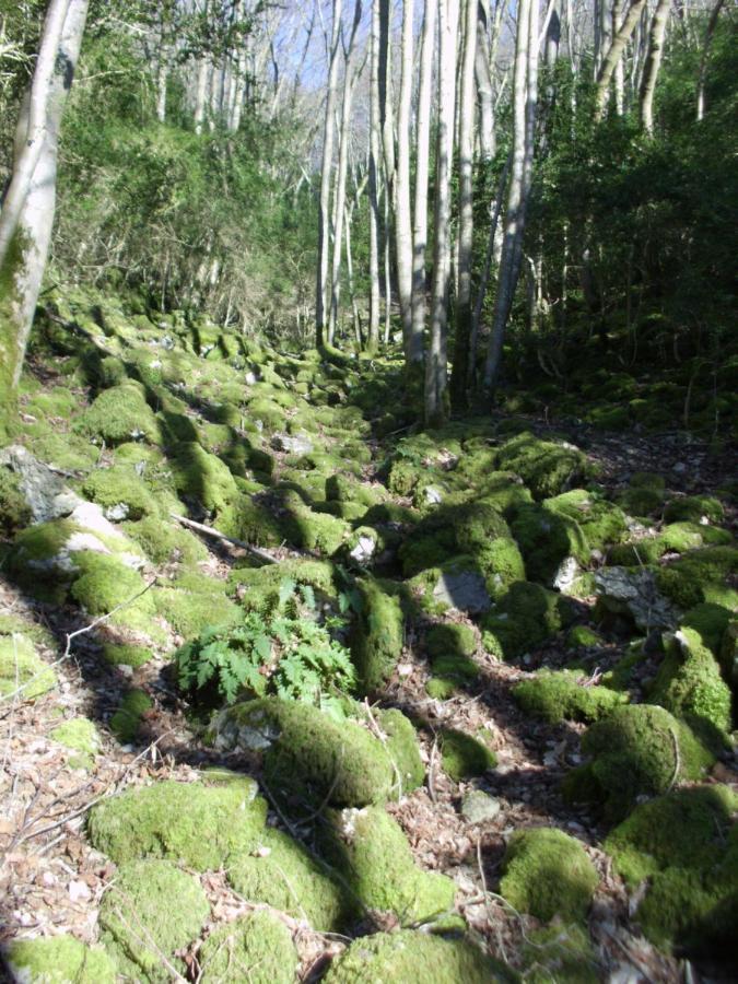 Les Gabelous - Chambre D'Hotes - Viroinval Dourbes Eksteriør billede